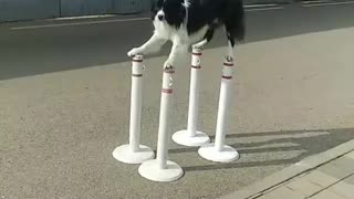 Doggy Shows Perfect Balancing Performance