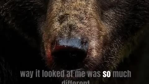Grizzly Bears Compilation