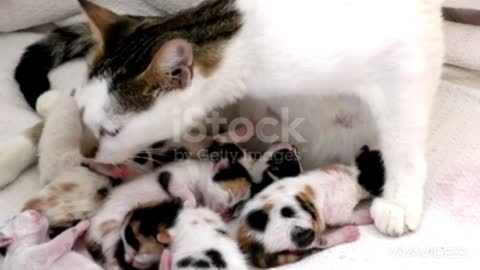 Mom cat feeding her kittens and cleaning them