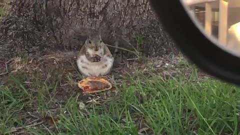 Squirrel eats McDonalds Cheeseburger