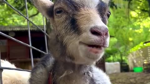 Funny GOAT