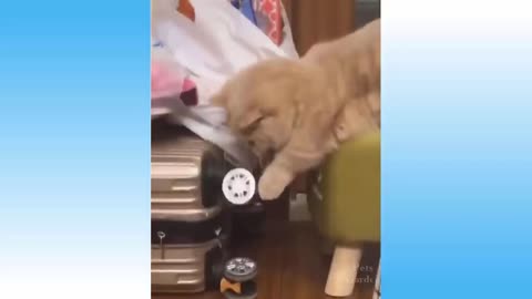 Top Funny Cat Videos of The