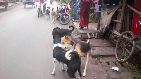 Dogs mating amidst all the destructions