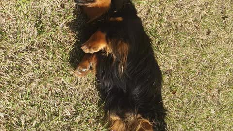 a cute puppy rolling on the lawn