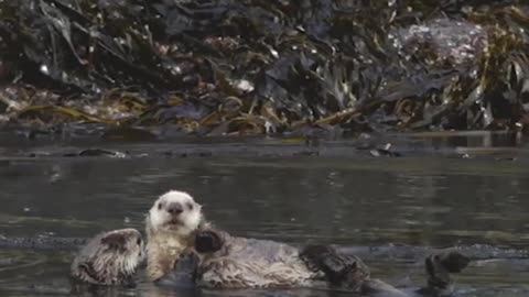 Otter braves the cold alaskan sea