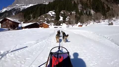 Sled Dog Race Gadmen