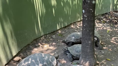 Tortoises Bob Their Heads at Each Other