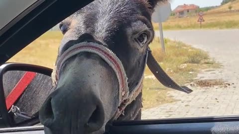 donkey who wants to look inside the car window