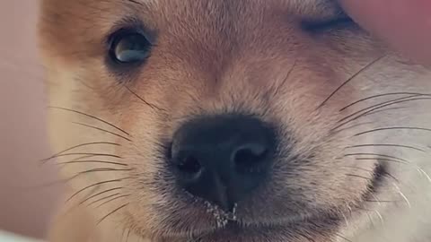 The dog’s thoughts are all written on his face #Shiba Inu Baby #豆Chai # A very well-behaved puppy at first glance #小奶狗#Shiba Inu