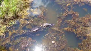 Hi gator