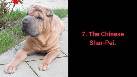 Top 10 Independent Dog Breeds You Can Definitely Leave At Home Alone