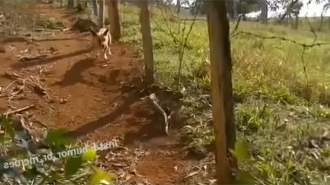 Dog Runs Away In Fear Of Lizard