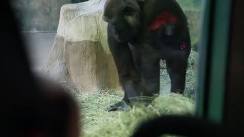 baby watching gorilla