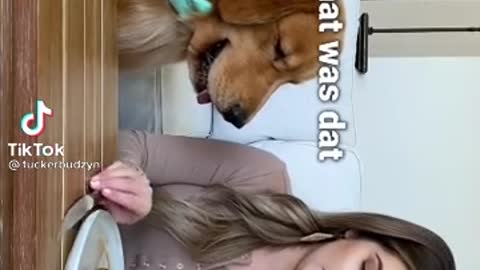 WATCH how this dog gets tempted by owner