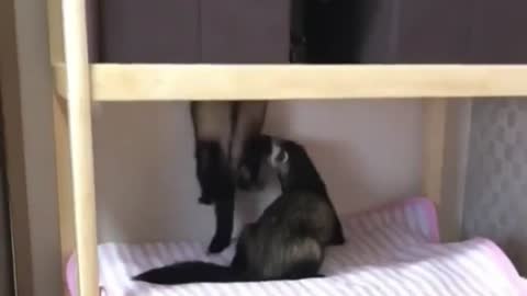 Ferret Climbs To His Own Bed With Difficulty
