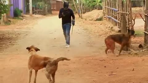 Human Playing with Dogs
