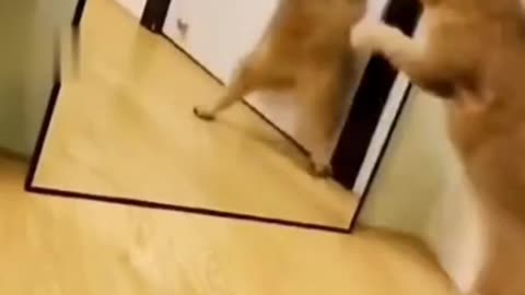 Cute cat fighting with mirror image