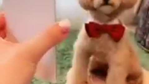Smart cute puppy imitates pictures shown by his owner
