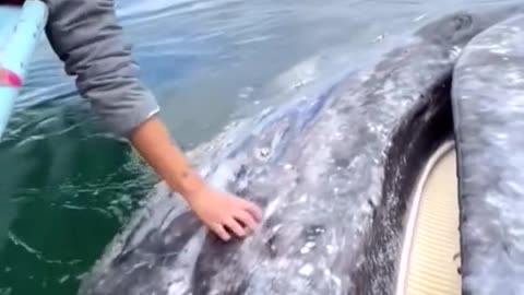 Whale Greets Onlookers