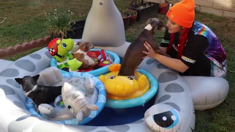 Throwing My Dogs A Pool Party! Funny and cute!