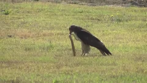 Red-Tailed Hawk vs Snake