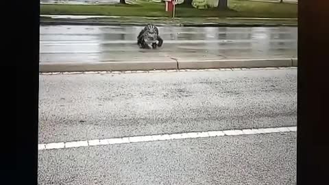 Ally the alligator crossing the street.. He's only got 3 feets.. YIKES!!!