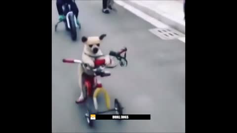 Dog on the roll