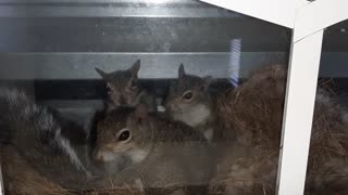 Squirrel Babies