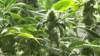 NY: Marijuana licenses may go to convicts first