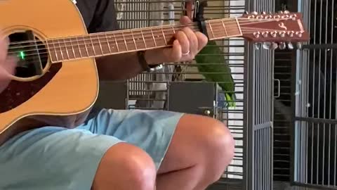 Parrot Sings Along With Man Playing Guitar