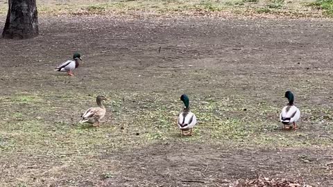 Ducks waddling as they do while foraging for food