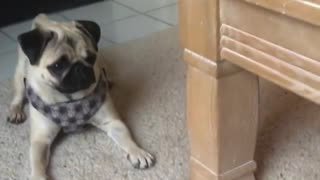 Confused Pug Skeptical Of Tag On Favorite Blanket