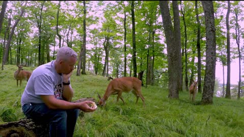 Deer brings her fawns to visit man eating apples in the fores