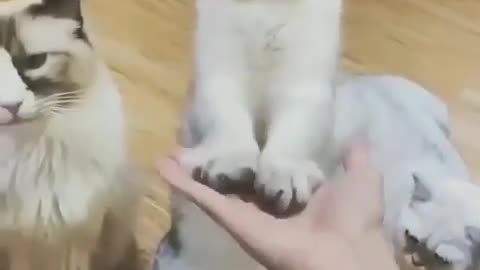 Cat's give ✋️ Handshake (Katzenhandschlag) FUNNY CAT