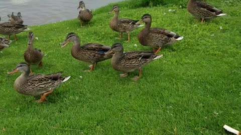 Ducks at Carter Park