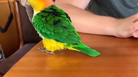 A parrot beautifies weights🤣🤣 watch this cute parrots