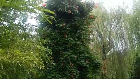 Giant tree, overgrown with vines