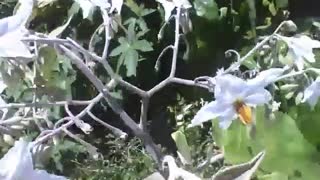 Star-shaped flower, they are white and yellow in the middle, very special! [Nature & Animals]