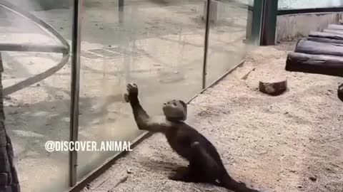 Monkey feeling