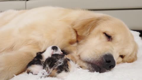 Golden Retriever Meets Newborn Kitten for First Time