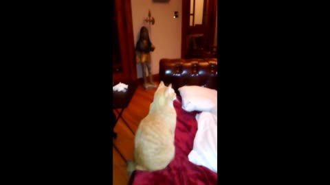 Cat sees a Ghost at Top of Stairs