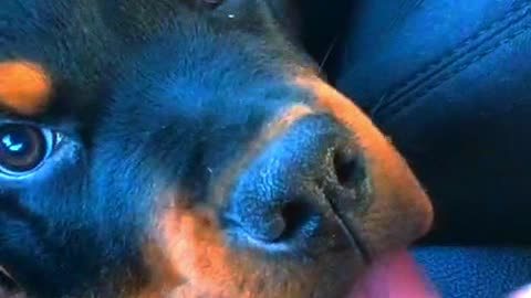 cute rottweiler with his tongue hanging out