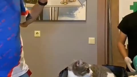 The cat doesn't like the doctor