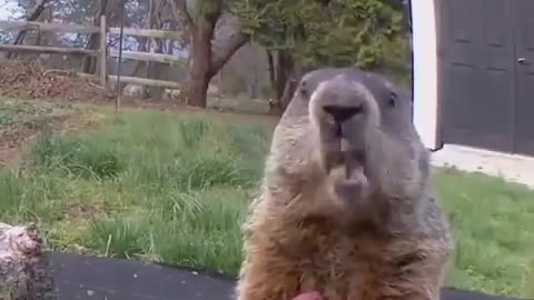 Groundhog Eating A Peach