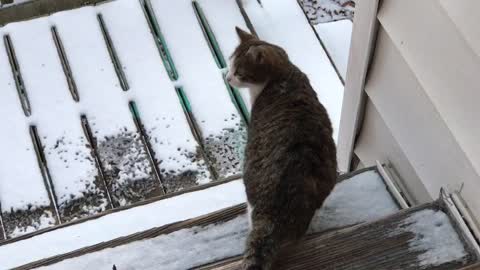 Cats first Snow