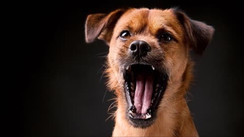 Angry Dog Barking Close Sound Effect | Free Sound Clips | Animal Sounds