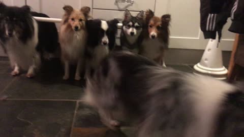 Disciplined Dogs Line Up And Only Come When Called By Name