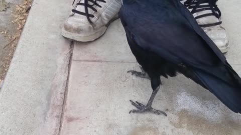 Famous Crow