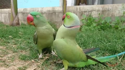 Parrots teasing each other