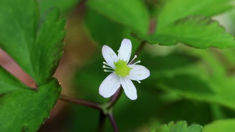 Lyall's Anemone